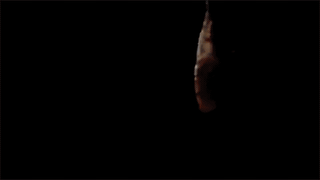 Atlantikfisch — Großformat