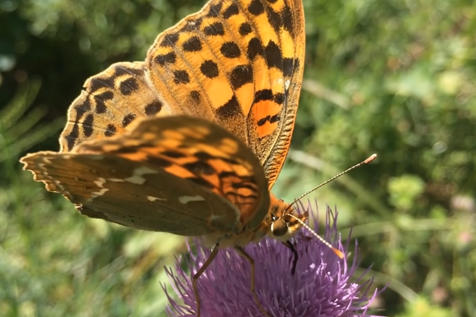 Video Vorschau: Detail / Makro